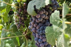 grapesthumbnail-1